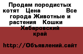 Продам породистых котят › Цена ­ 15 000 - Все города Животные и растения » Кошки   . Хабаровский край